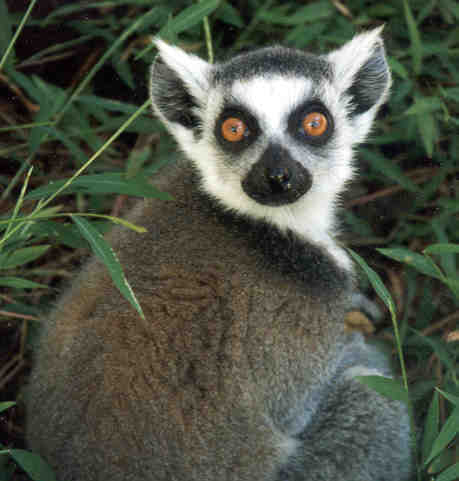 lemur3.jpg