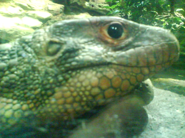varan