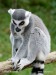 lemur4.jpg
