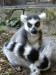 lemur8.jpg