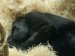 spící gorilka
